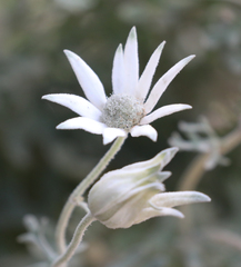 Actinotus helianthi