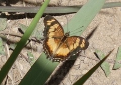 Junonia sophia