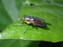 Stomorhina xanthogaster