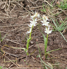 Wurmbea dioica