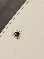 Thorelliola ensifera