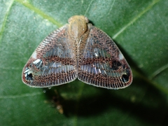 Parapiromis translucida