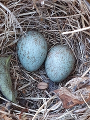 Turdus merula