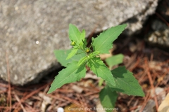 Sigesbeckia orientalis