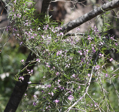 Glycine clandestina