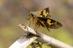 Trapezites symmomus
