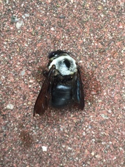 Xylocopa phalothorax