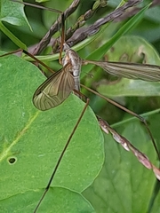 Tipula