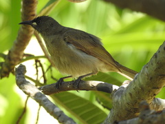 Stomiopera unicolor