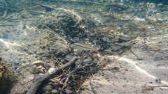 Mullus barbatus