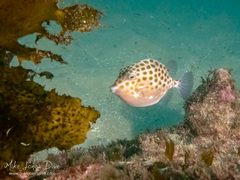 Anoplocapros inermis