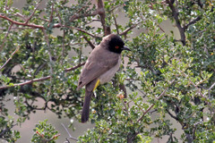 Pycnonotus nigricans