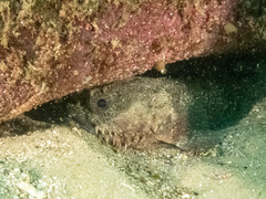 Batrachomoeus dubius