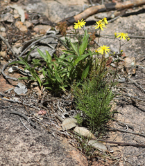 Senecio pinnatifolius