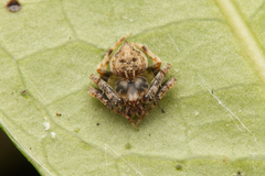 Araneus acuminatus