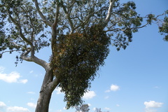 Loranthaceae