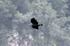 Polyboroides typus