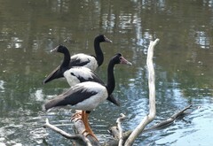 Anseranas semipalmata