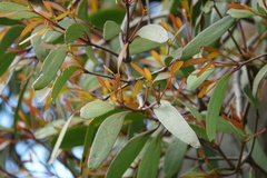 Loranthaceae