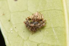 Araneus acuminatus