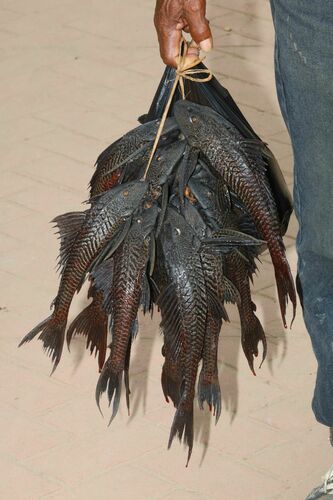 Amazon sailfin catfish (Pterygoplichthys pardalis) — Loricariidae