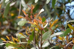 Loranthaceae