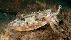 Sepia plangon
