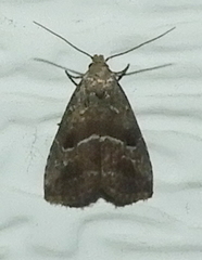 Hypenodes caducus
