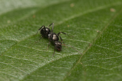 Camponotus cameratus