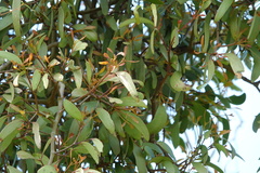 Loranthaceae