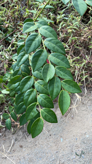 Phyllanthaceae