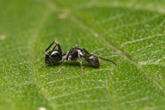 Camponotus cameratus