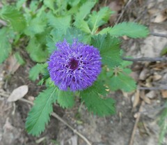 Centratherum punctatum