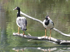 Anseranas semipalmata