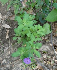 Centratherum punctatum