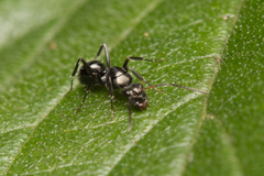 Camponotus cameratus