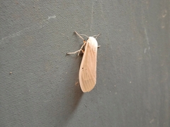 Creatonotos transiens