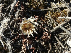 Leuzea conifera