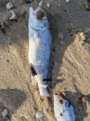 Collichthys niveatus