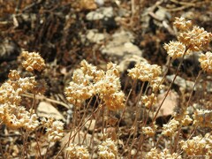 Helichrysum stoechas