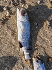 Collichthys niveatus