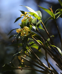 Dendrobium gracilicaule
