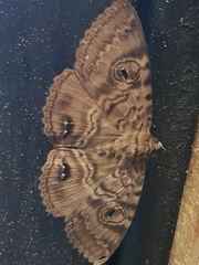 Speiredonia spectans