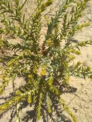 Thymelaea