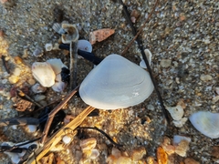 Meretrix