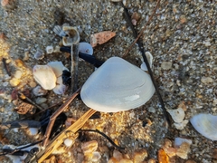 Meretrix