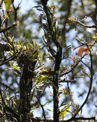Pyrrosia confluens