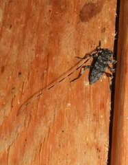 Acanthocinus obsoletus