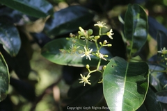 Acronychia pedunculata