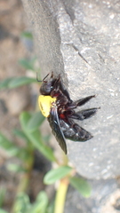 Xylocopa pubescens